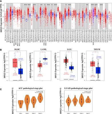 Pan-cancer analysis reveals DDX21 as a potential biomarker for the prognosis of multiple tumor types